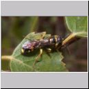 Mellinus arvensis - Kotwespe m02.jpg